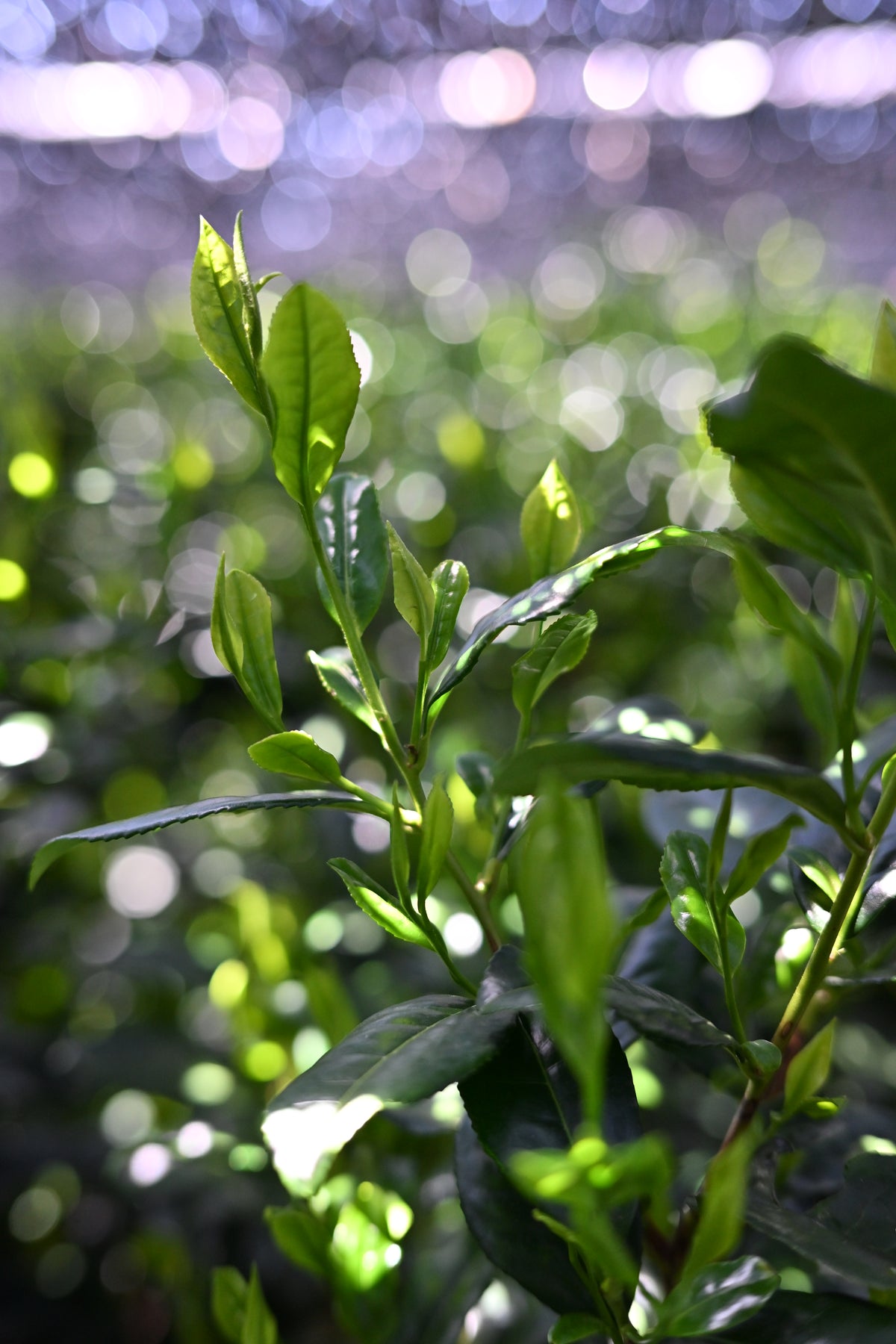 Raku 楽 | Single Cultivar Samidori
