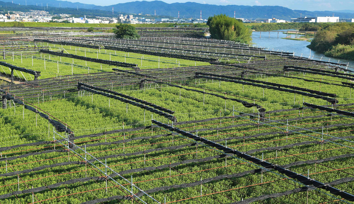 Raku 楽 | Single Cultivar Samidori
